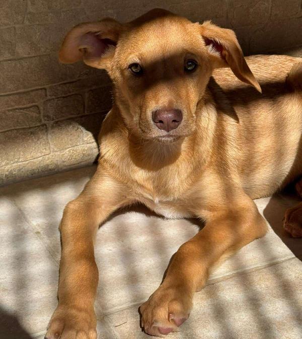 Cucciolo Paolo, 4 Mesi
